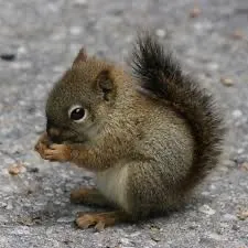 creator 🫰😘sugarplum😘's avatar