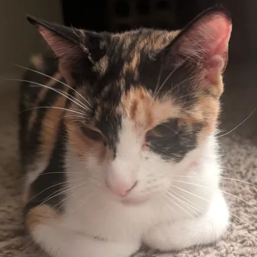 creator Va|3nt1n0's avatar