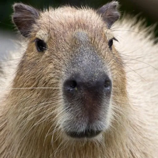 creator capybara 223's avatar