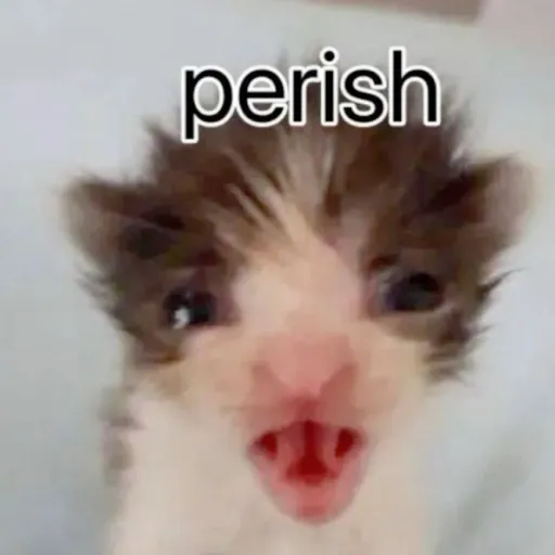 creator ◇☁️◇'s avatar