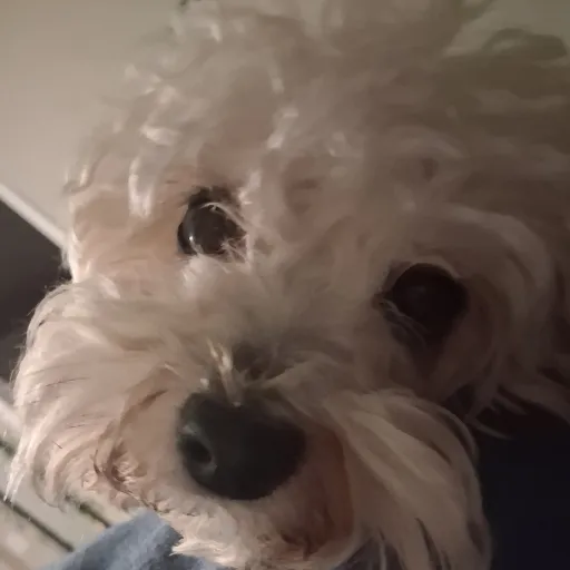 creator Ashi Asho's avatar