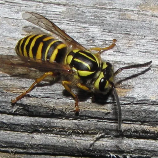 creator Jubal's avatar