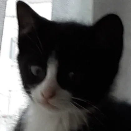 creator Random_weird_kid23's avatar