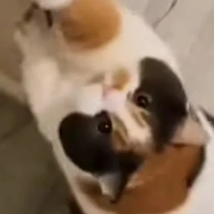 creator bunny :D's avatar