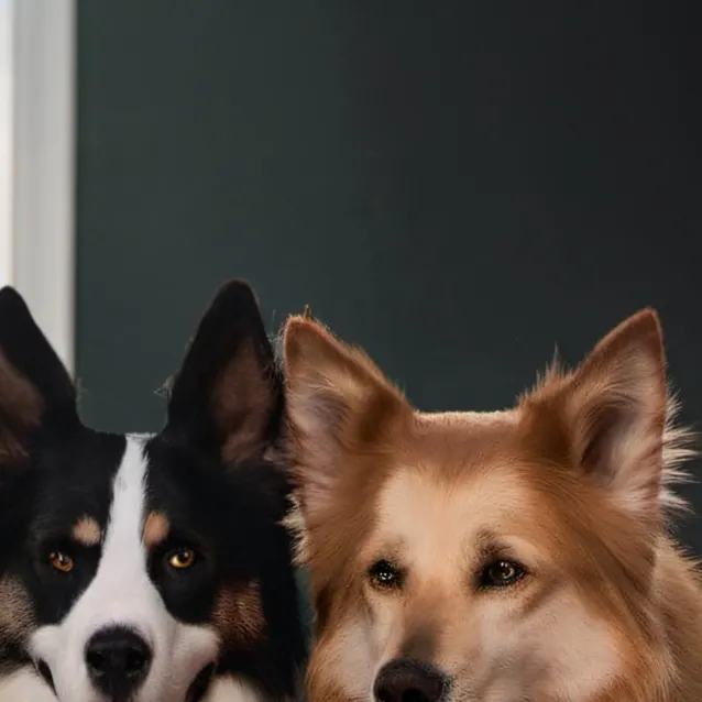 chat with ai character: choco and gold 