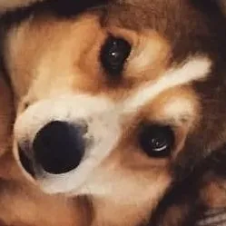 creator Dinonuggieking2.0's avatar