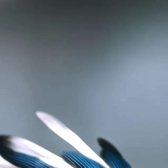 chat with ai character: Nico 