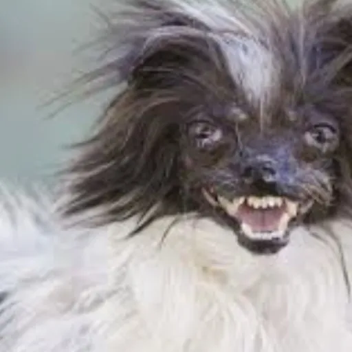 creator the critter's avatar