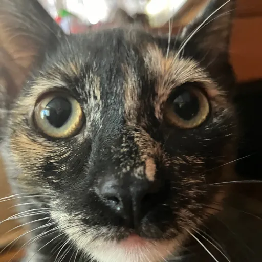 creator Eggsalla_pizza's avatar