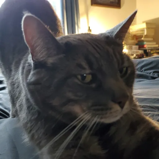 creator Eloise Kwiatkowski's avatar