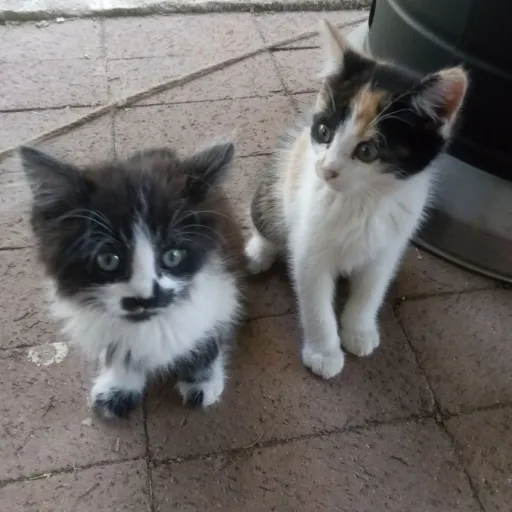 creator Ocean Lilly's avatar