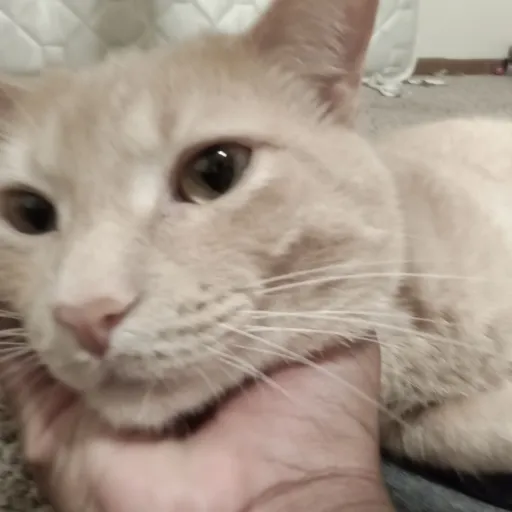 creator mycatisasigma's avatar