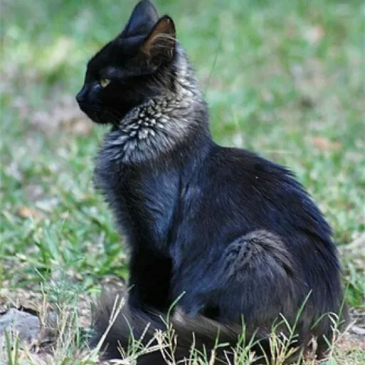 creator Hollyleaf#0275's avatar