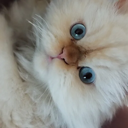 creator Roshi35's avatar