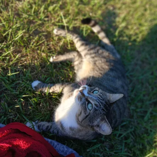 talkie's author avatar