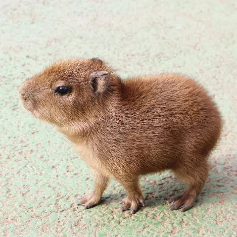 creator cabybara the great's avatar