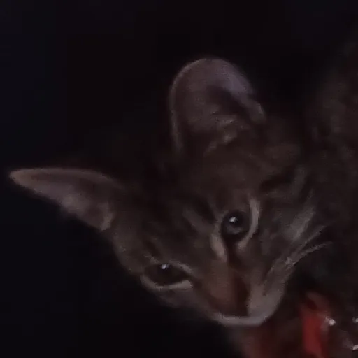 creator lalalove3000's avatar