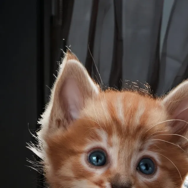 chat with ai character: Cutest kitten