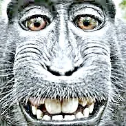 creator gorbus's avatar