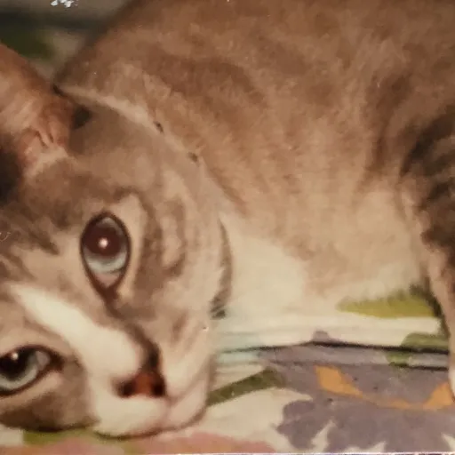 creator Crazyjuliette's avatar