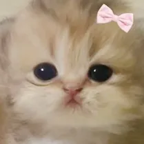 creator ❣️lovers❣️'s avatar