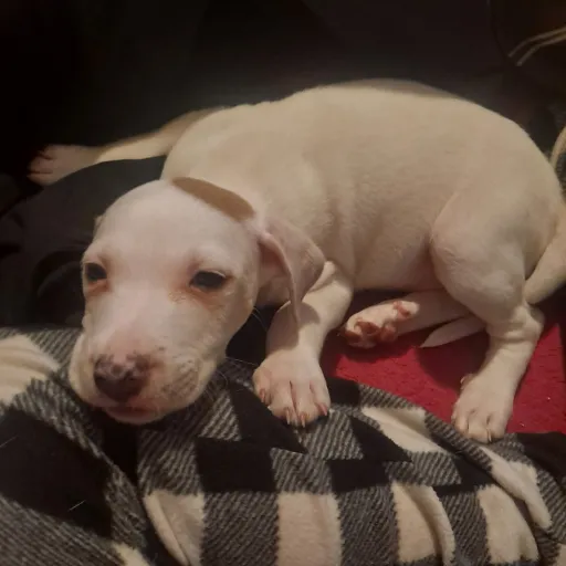 creator Talkior-RzvQOVjz's avatar