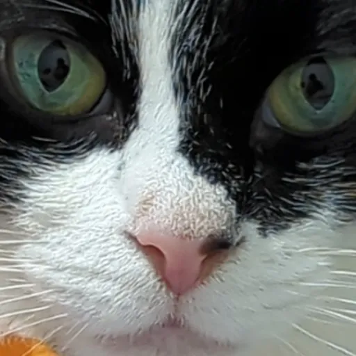 creator yeayeayea1111's avatar