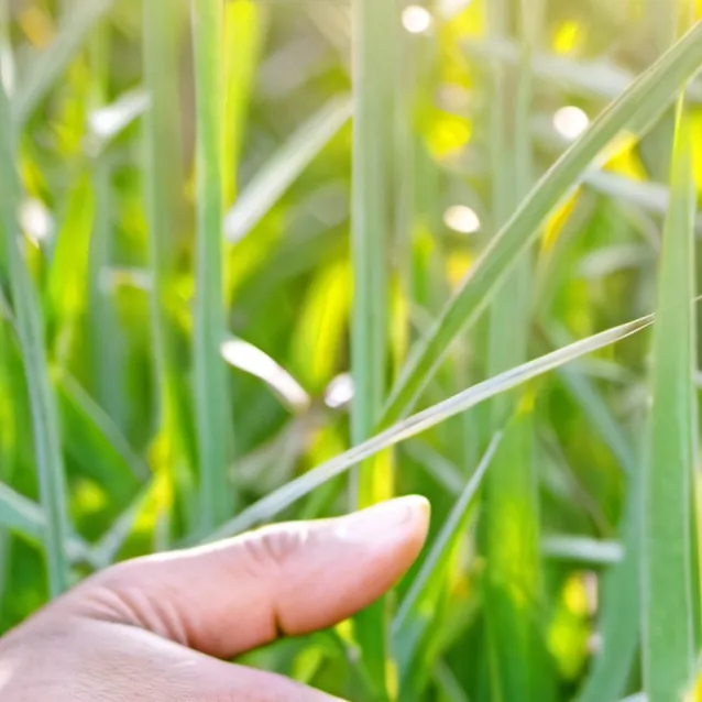 chat with ai character: Grass