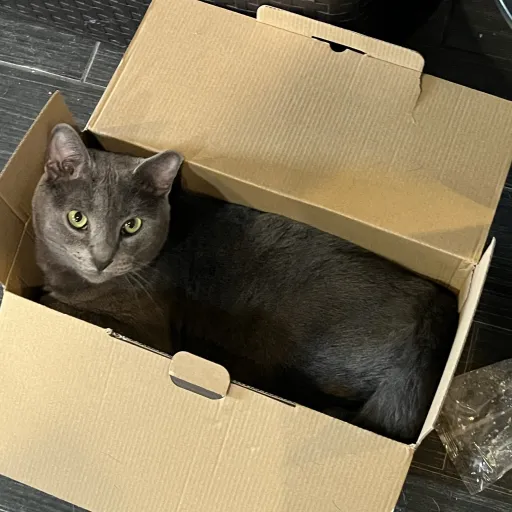 creator Honeydew123's avatar