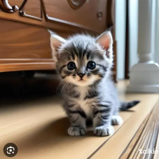 talkie's author avatar