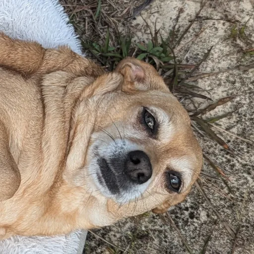 creator mafizkol's avatar