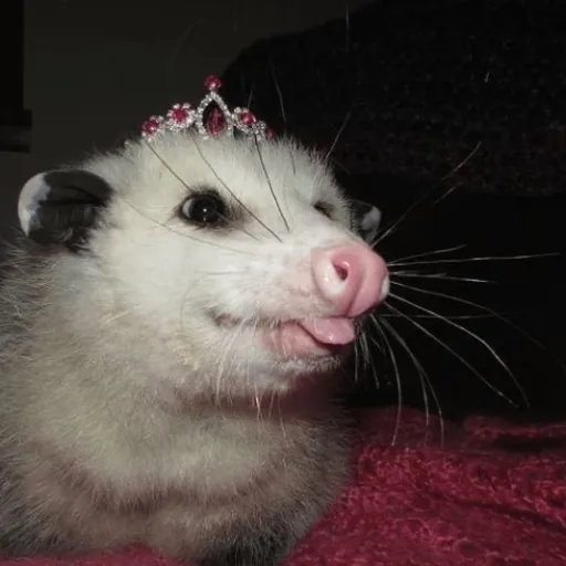 creator krogus's avatar