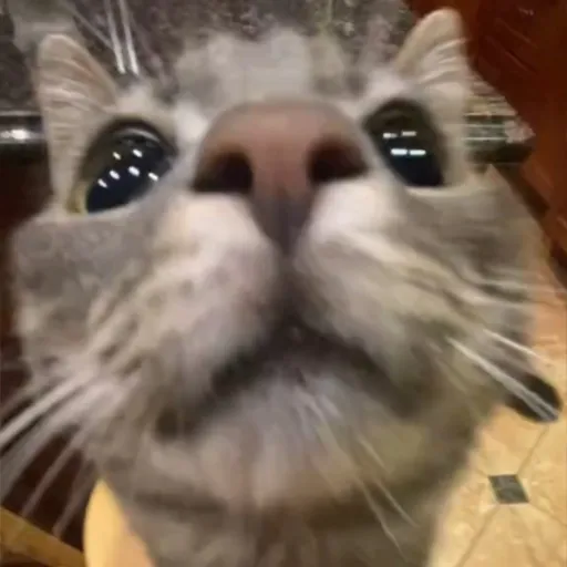 creator Alex will eat you's avatar