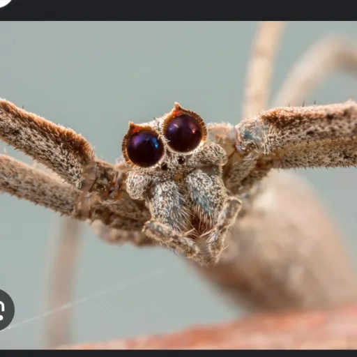 creator spiter's avatar