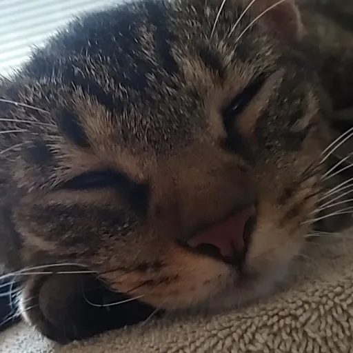 creator Etana's avatar