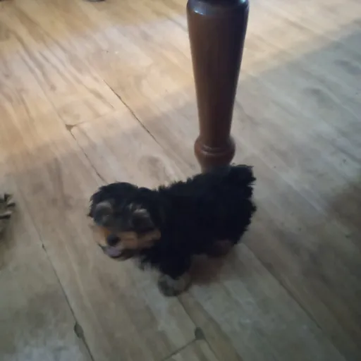 creator baby pup's avatar