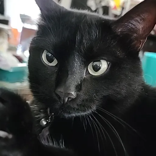 creator Pixie_Fang's avatar