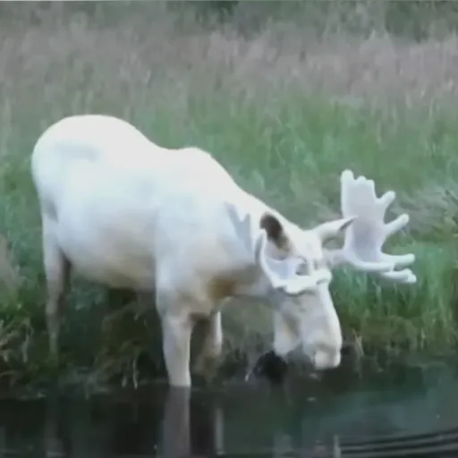 creator CosmosLights's avatar