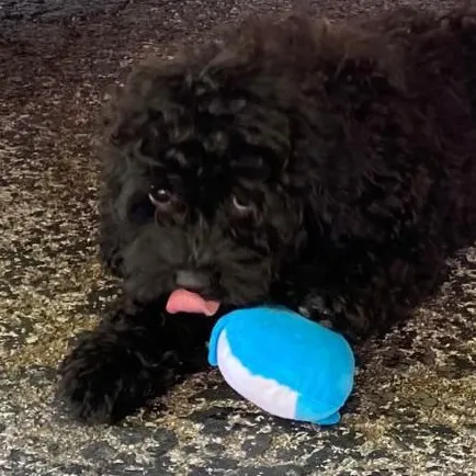 talkie's author avatar