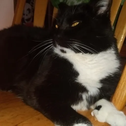 creator Talkior-SMERqXGz's avatar