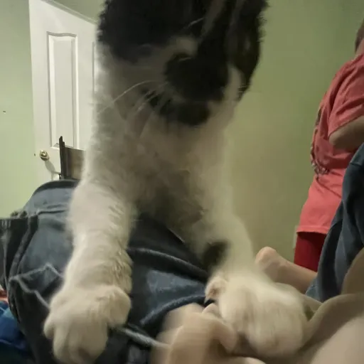 creator ?l3sb1@n b1s3xu@l?'s avatar