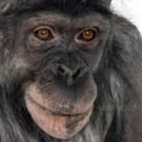 creator carloslucky's avatar