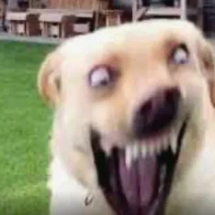 creator Am free!!!!!!'s avatar