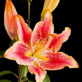 creator Talkior-dFYEY9Rw's avatar