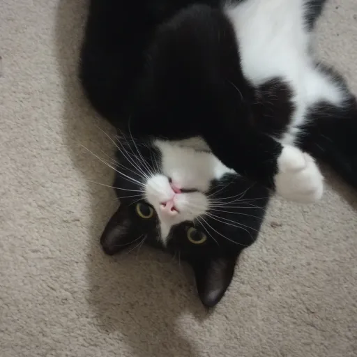 creator KayyY!'s avatar