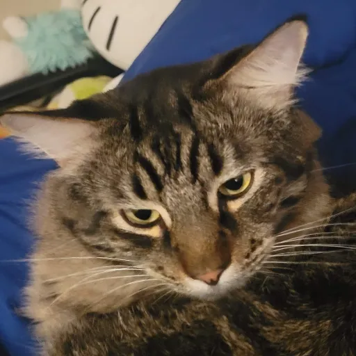 creator ✦★Kylie ★✦'s avatar