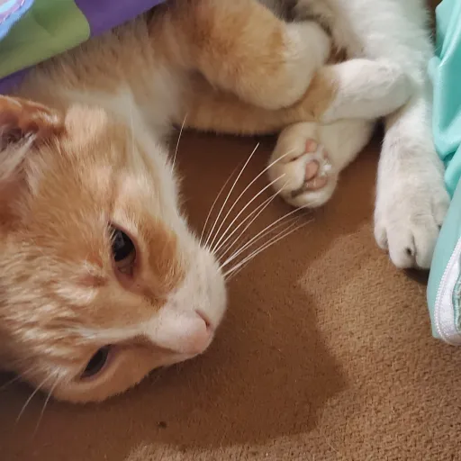 creator le cat's avatar