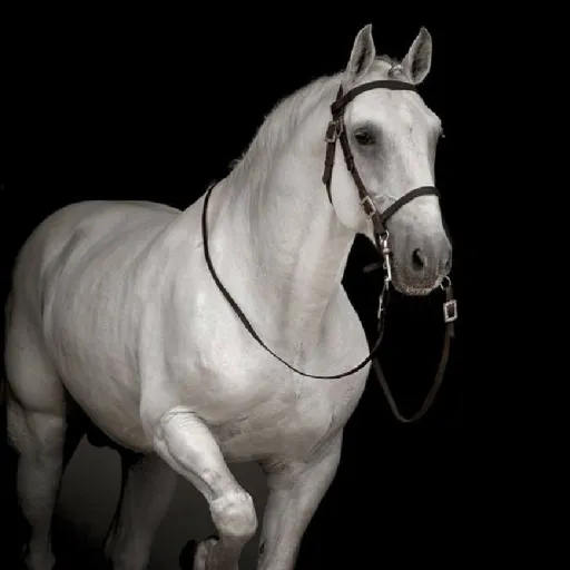 creator White Horse's avatar