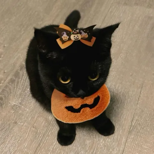 creator rennn Is cool!'s avatar