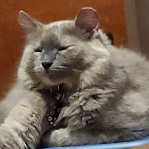 creator QSJ's avatar